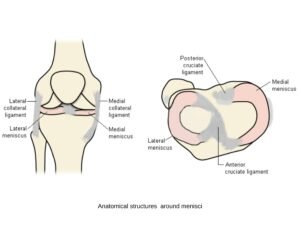 Anatomical structures around menisci